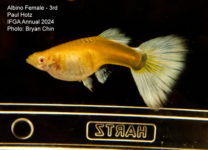 Female guppy albino